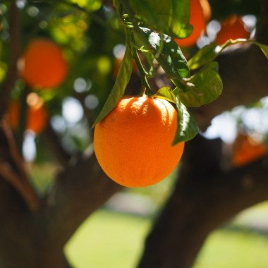 Mermelada ecológica de Naranja amarga Conservas Contigo